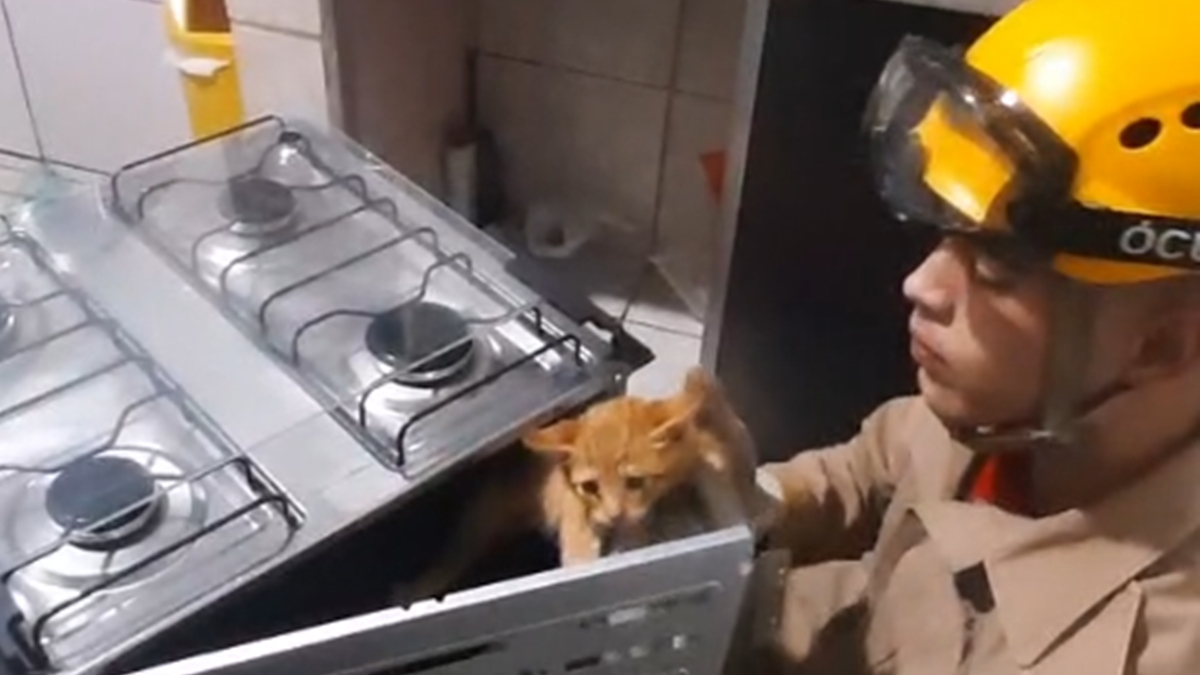 Bombeiros resgatam gato preso em fogão, em Cidade Ocidental (GO)