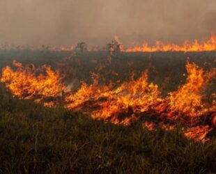 Brasil tem mais de 4 mil focos de incêndio em maio; Goiás registra 151