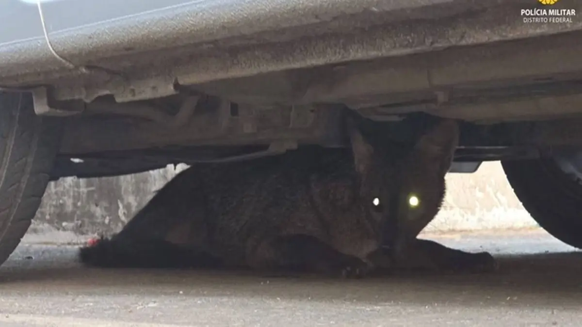 Polícia resgata cachorro-do-mato em área urbana do DF