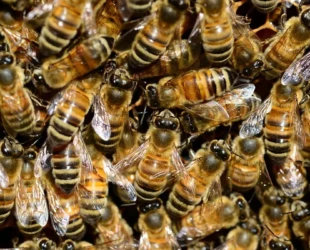 Homem morre após ataque de abelhas em Goiânia