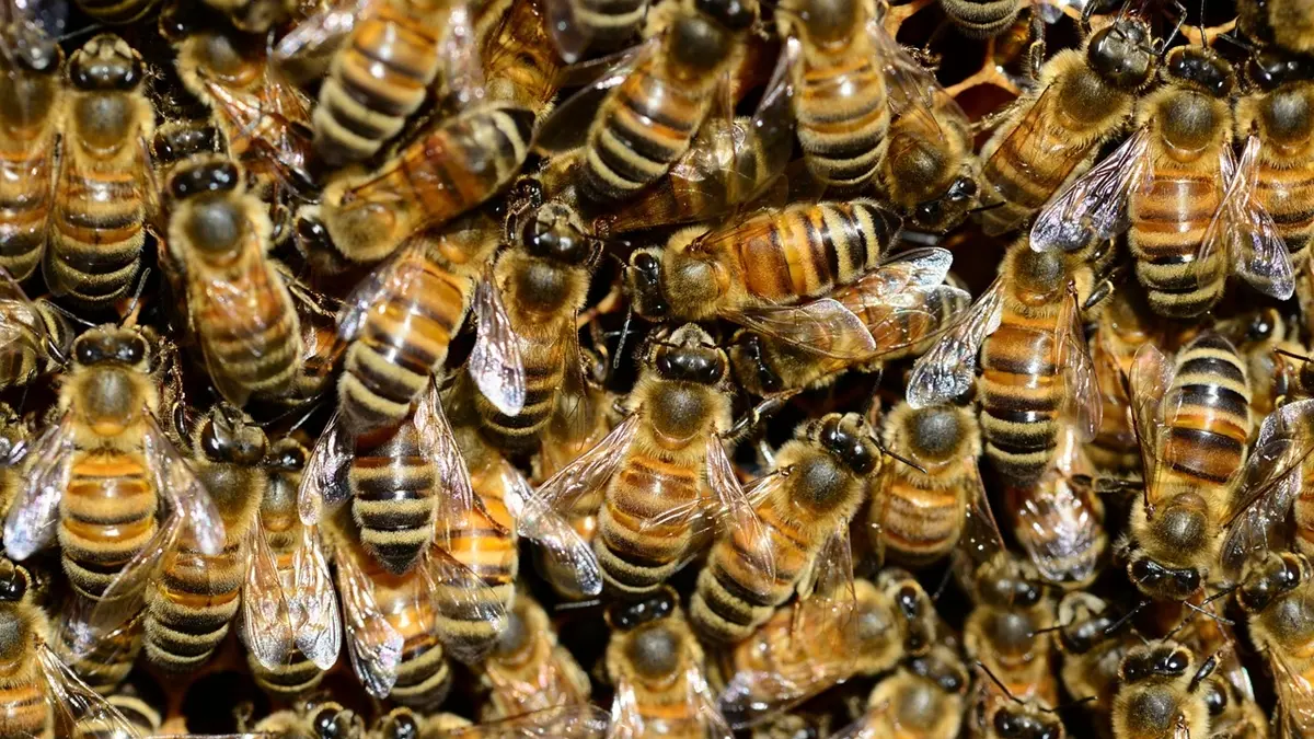 Homem morre após ataque de abelhas em Goiânia