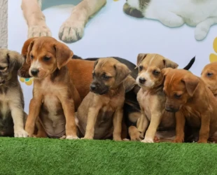 Aparecida tem feira de adoção de cães e gatos neste sábado