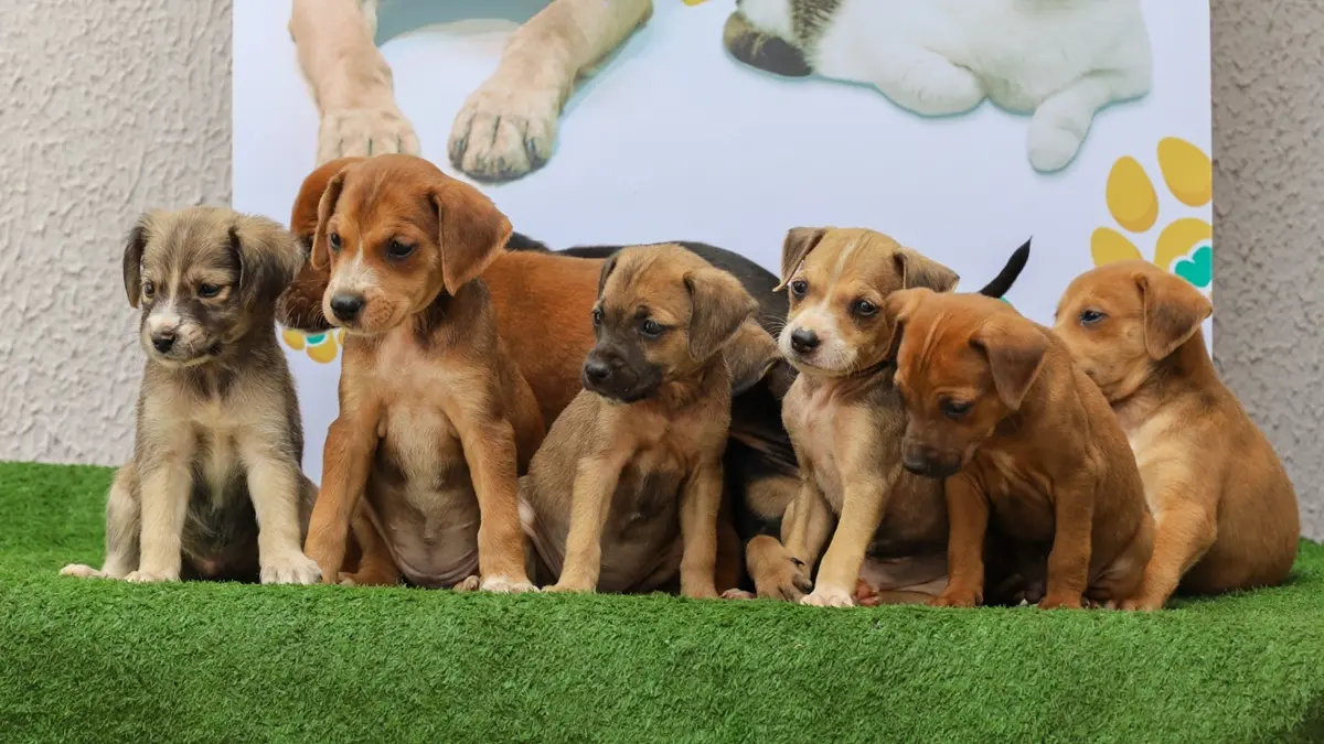 Aparecida tem feira de adoção de cães e gatos neste sábado