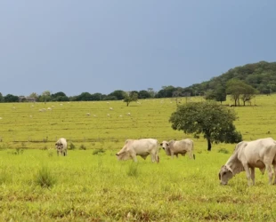 Deputado vai propor projeto para revogar a taxa do agro em Goiás