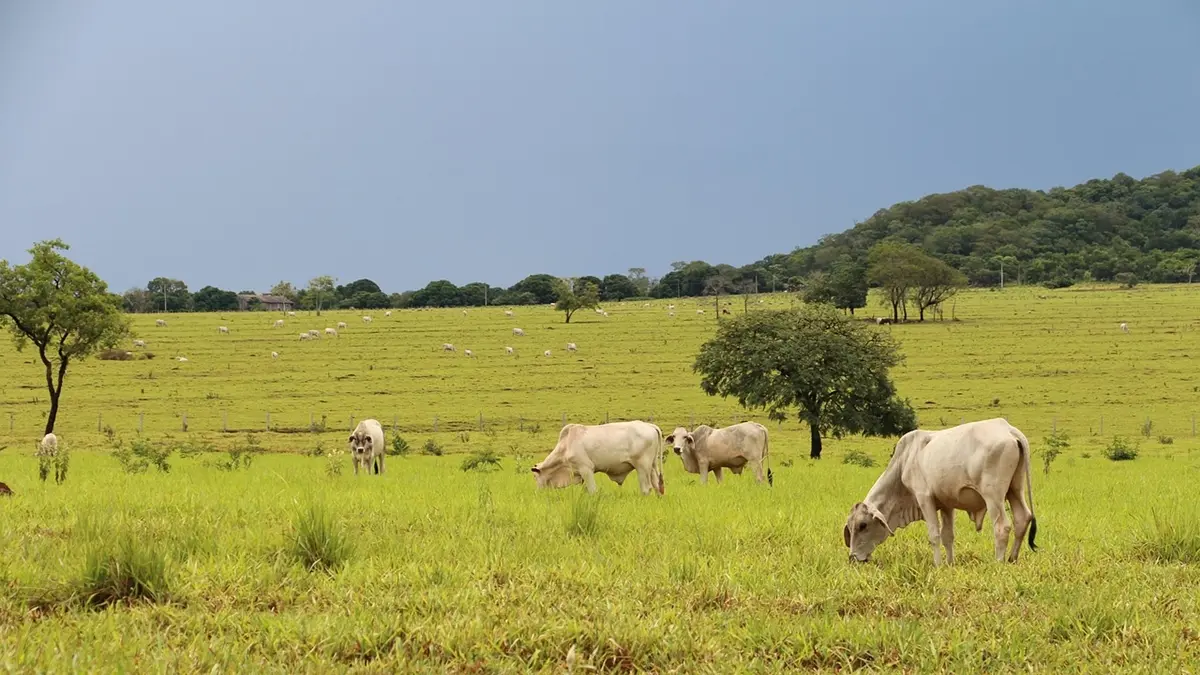 Deputado vai propor projeto para revogar a taxa do agro em Goiás