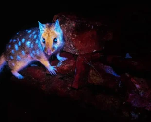 Marsupial da tasmânia é fotografado pela 1ª vez enquanto brilha