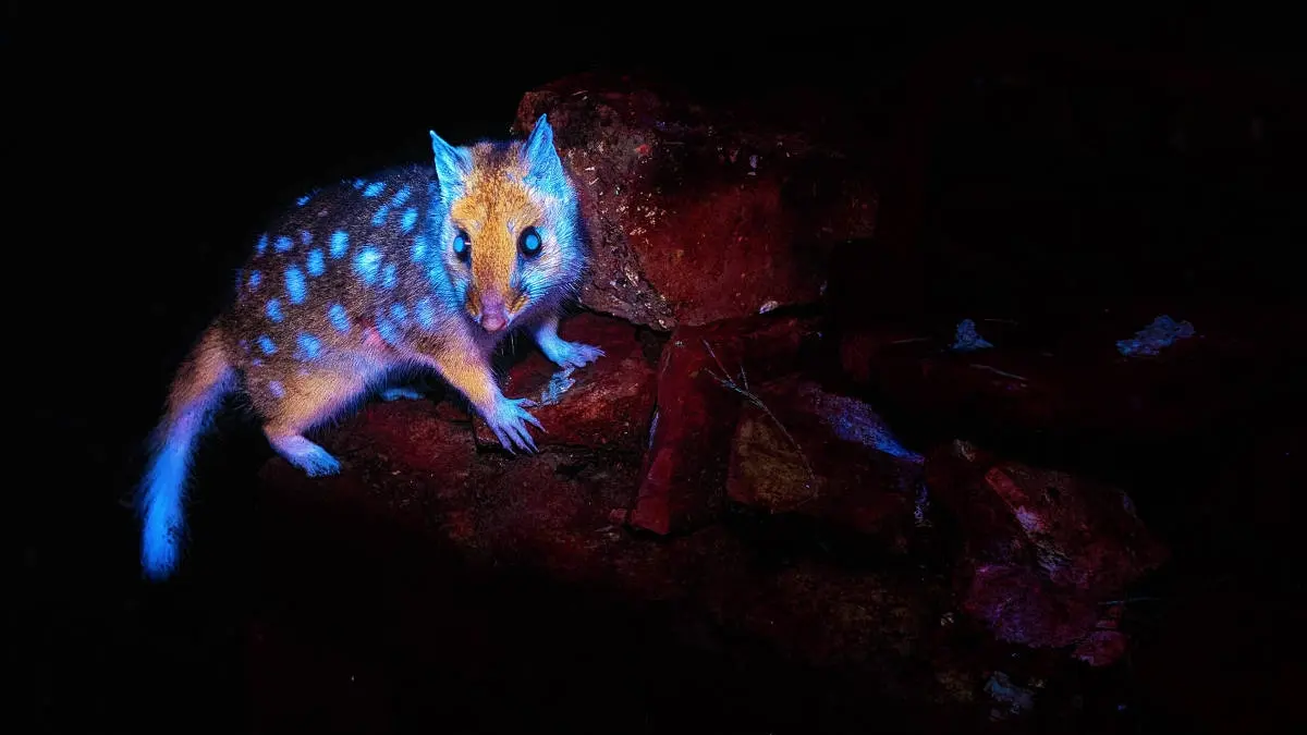 Marsupial da tasmânia é fotografado pela 1ª vez enquanto brilha