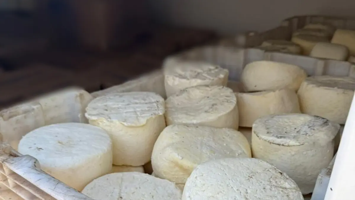 Polícia apreende 2 toneladas de produtos lácteos armazenados de forma irregular em Goiânia