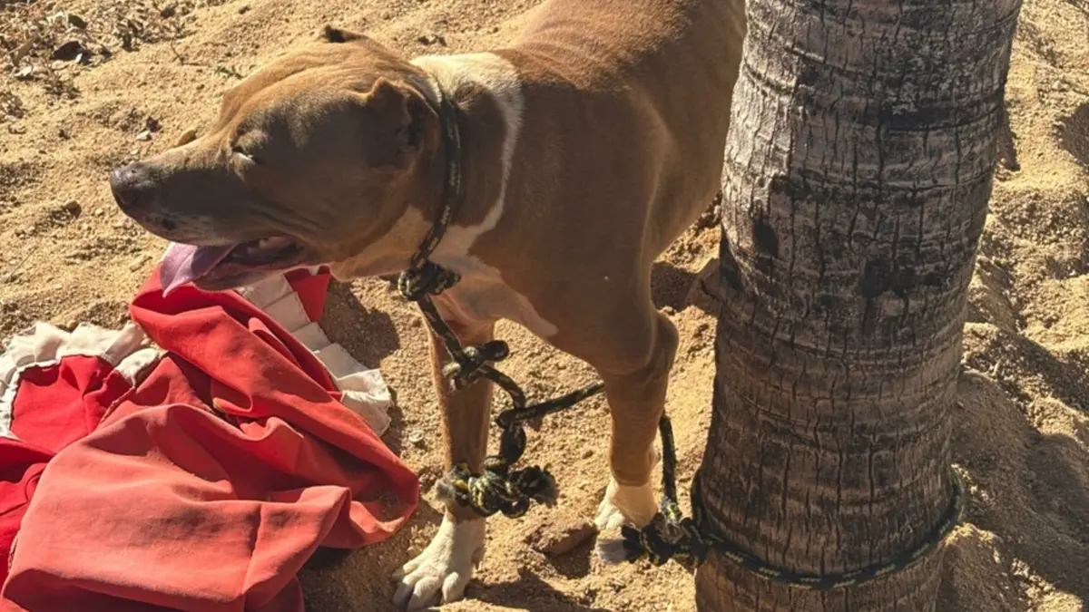 Polícia resgata pit bull vítima de maus-tratos em Morrinhos