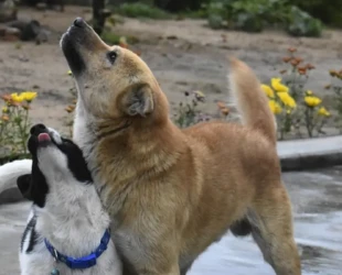 Goiânia terá feira de adoção com 15 cães resgatados