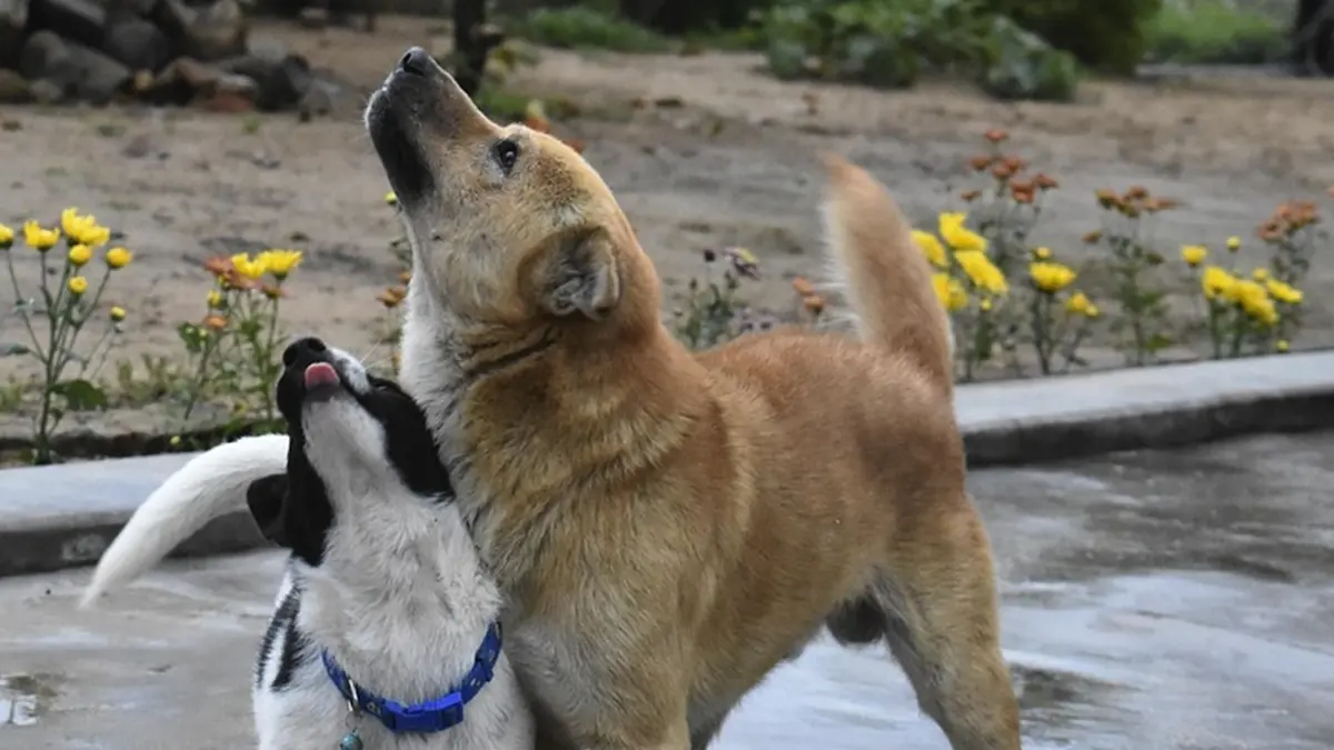 Goiânia terá feira de adoção com 15 cães resgatados