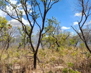 Bombeiros e brigadistas controlam incêndio em área próxima ao Parque Estadual Terra Ronca