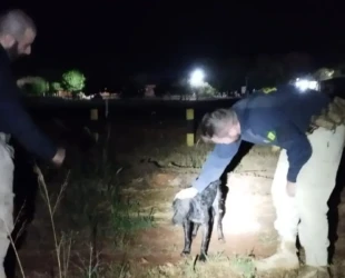 PRF resgata cachorro que se afogava em represa de Jataí