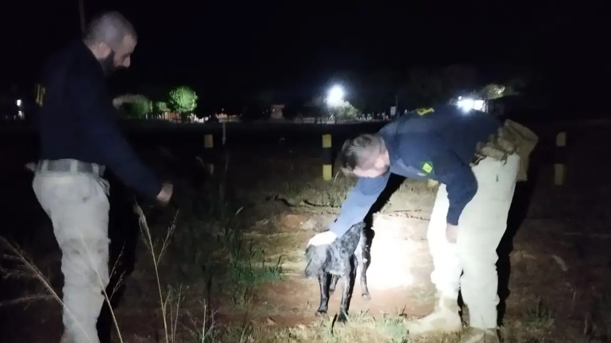 PRF resgata cachorro que se afogava em represa de Jataí