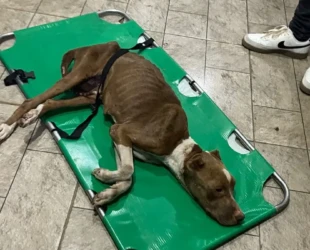 Polícia resgata cachorro abandonado e prende suspeito de maus-tratos em Aparecida