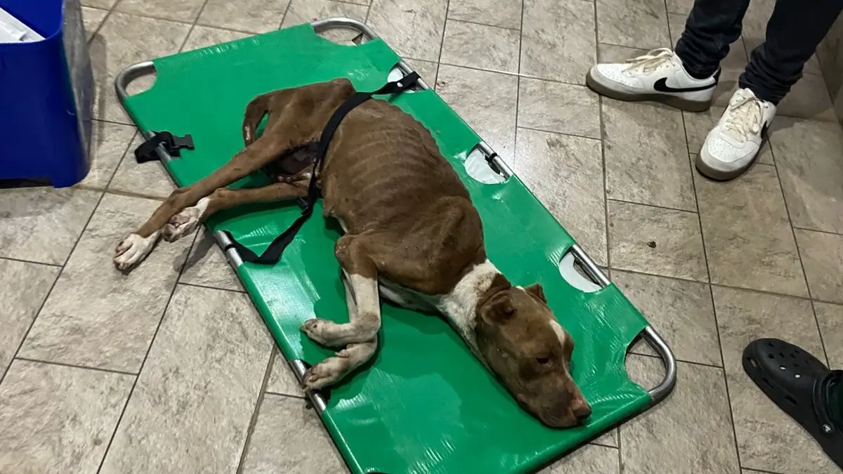 Polícia resgata cachorro abandonado e prende suspeito de maus-tratos em Aparecida