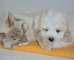 Mais 30 cães e gatos estão em evento de adoção em Goiânia