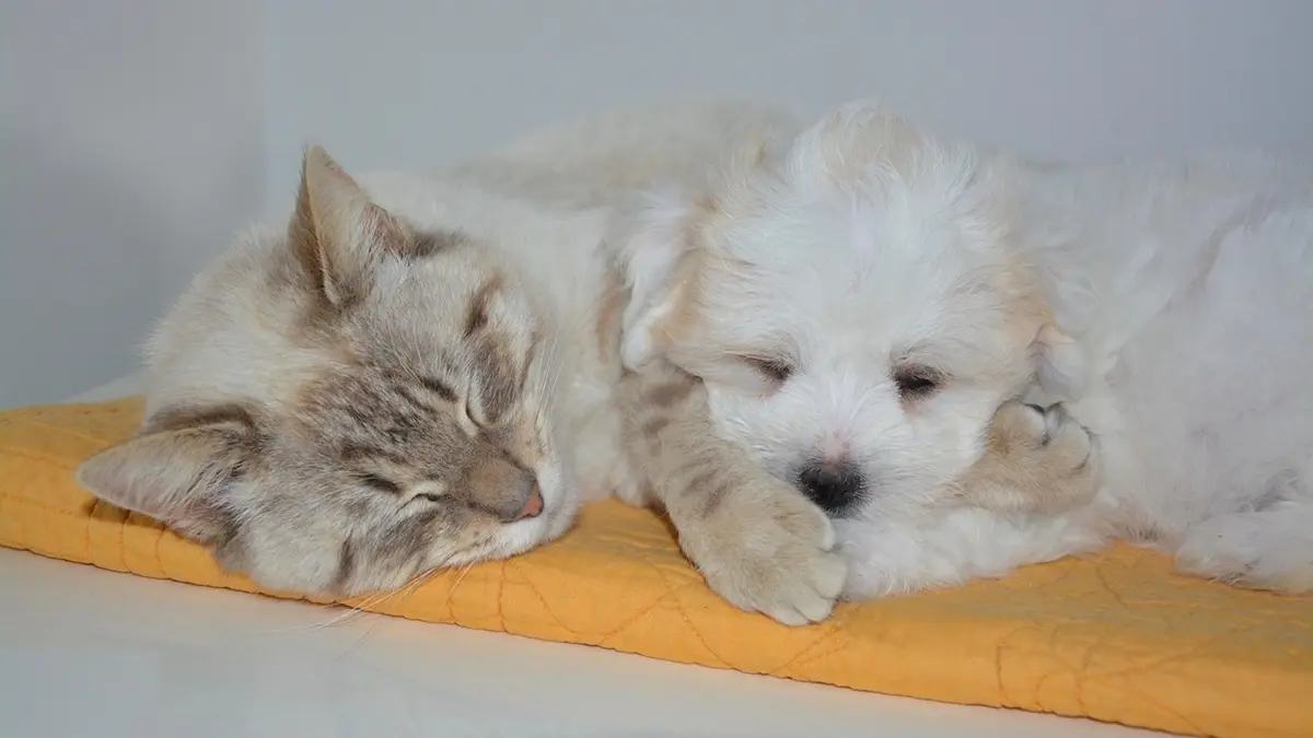 Mais 30 cães e gatos estão em evento de adoção em Goiânia