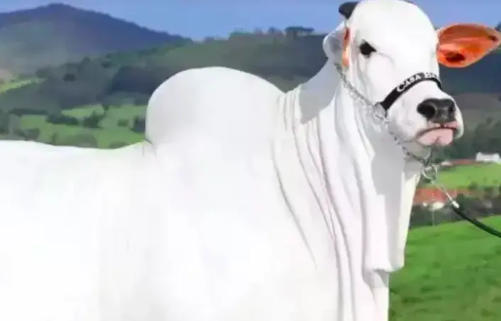 Captura de Tela 2025-09-01 às 23.04.49