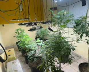 Operação contra drogas em Cavalcante prende três e apreende centenas de pés de maconha