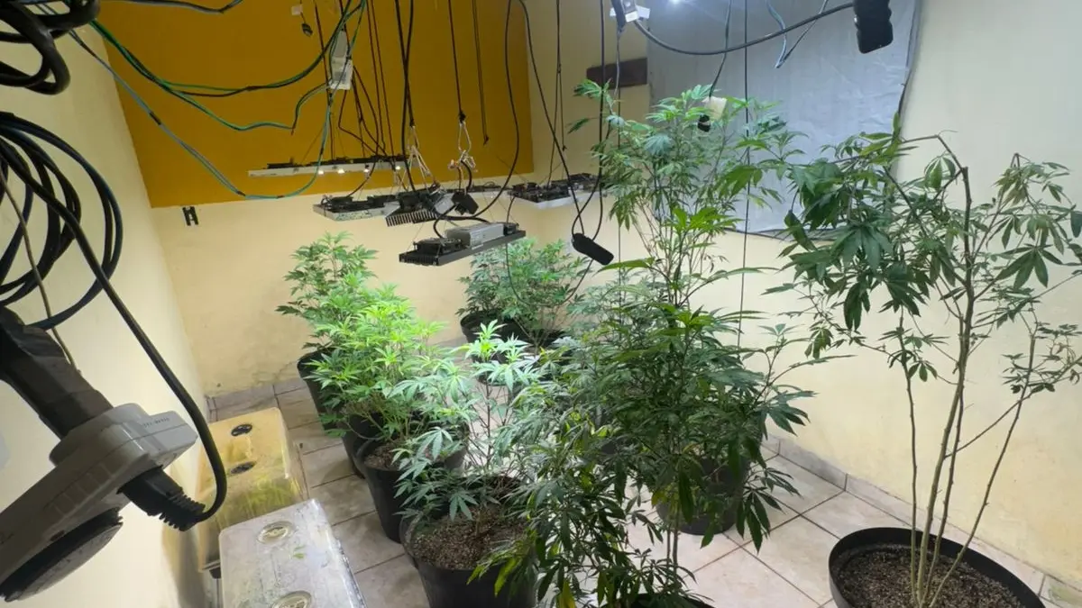 Operação contra drogas em Cavalcante prende três e apreende centenas de pés de maconha