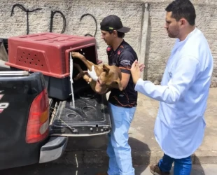 Polícia prende suspeito por maus-tratos e resgata cão e aves, em Caldas Novas
