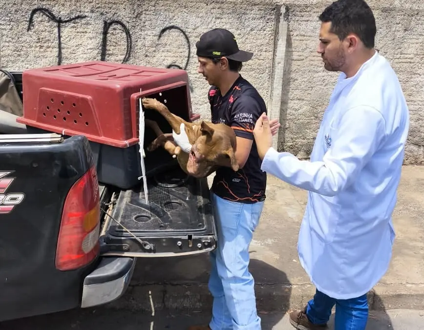 Polícia prende suspeito por maus-tratos e resgata cão e aves, em Caldas Novas