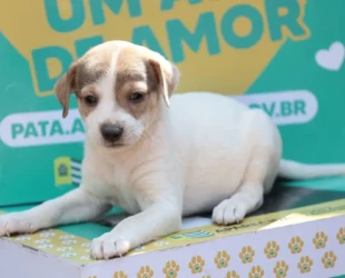 Aparecida tem feira de adoção responsável de cães e gatos neste sábado