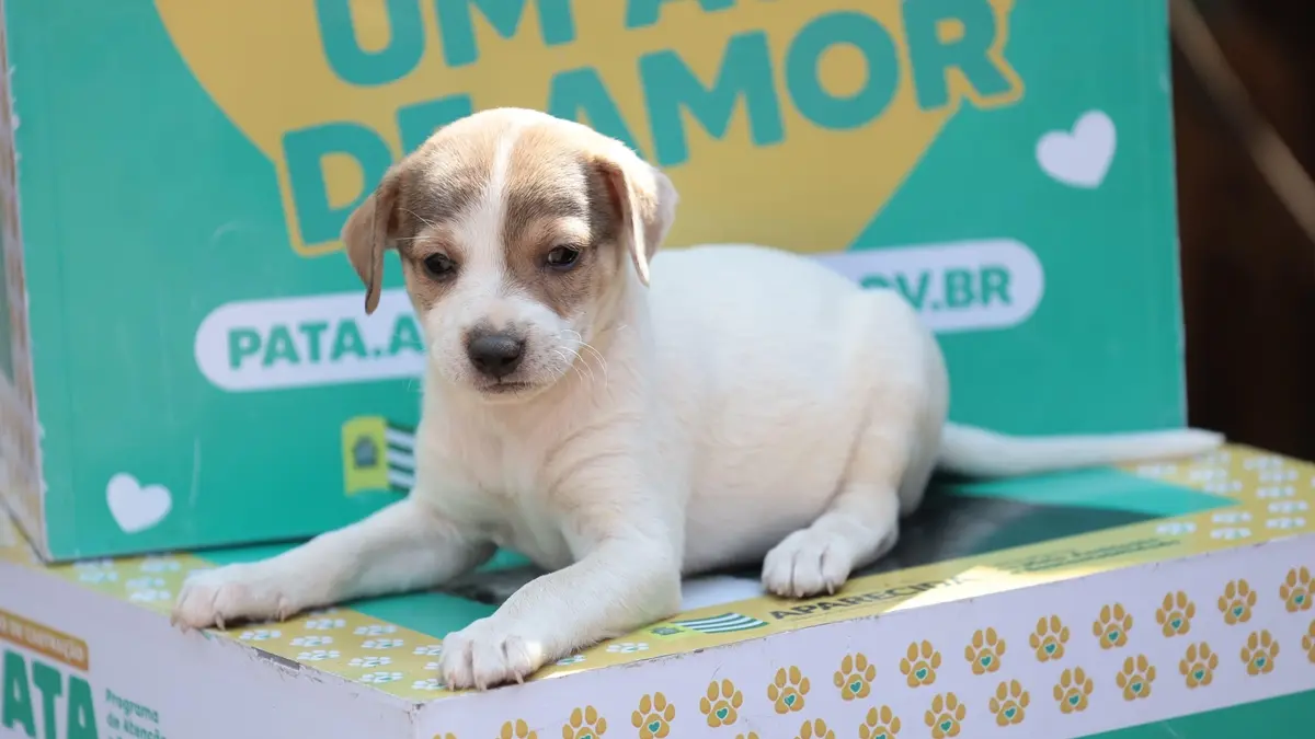 Aparecida tem feira de adoção responsável de cães e gatos neste sábado