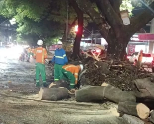 Chuvas de terça-feira derrubam, pelo menos, 32 árvores em Goiânia
