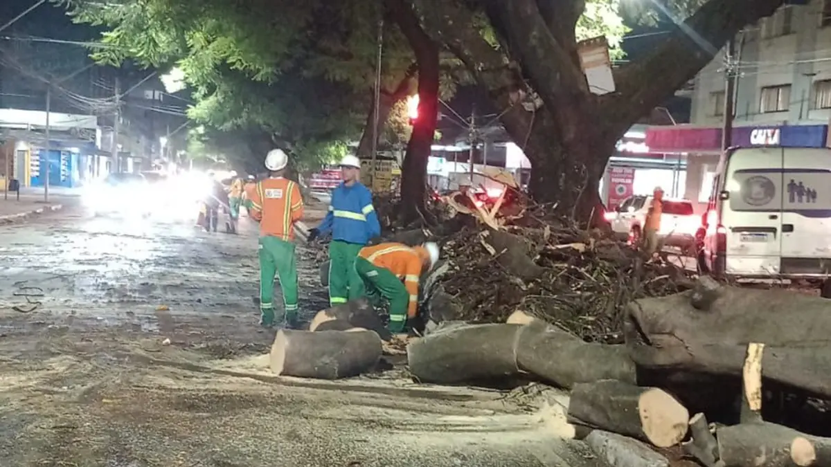Chuvas de terça-feira derrubam, pelo menos, 32 árvores em Goiânia