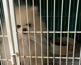 Polícia resgata 200 cães em canil clandestino em Goiânia