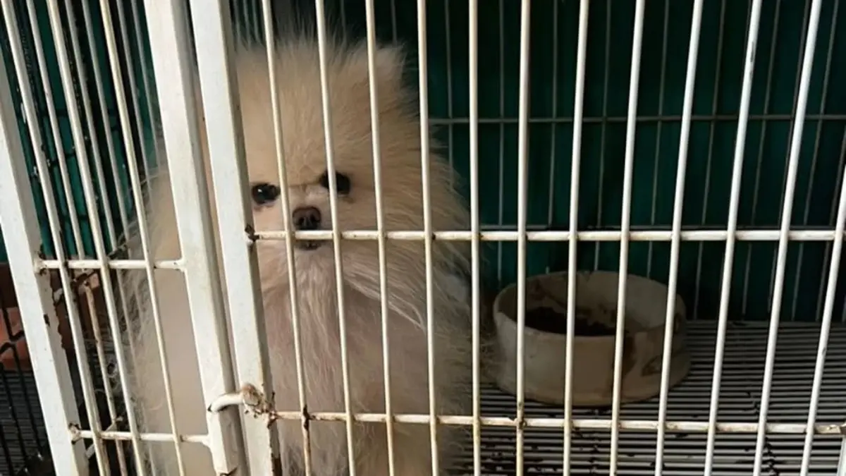 Polícia resgata 200 cães em canil clandestino em Goiânia