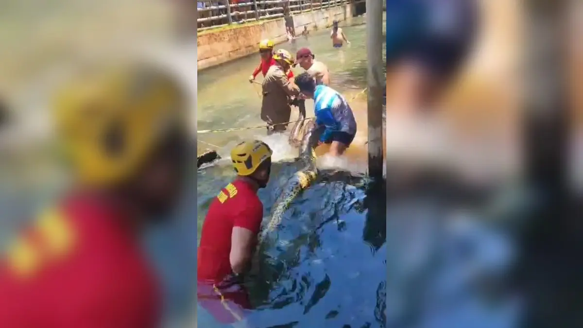 Cobra sucuri de 5 metros assusta turistas em área de banho de hotel em Rio Quente