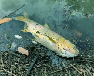 Semad investiga morte de peixes no Córrego Fazendinha, em Trindade