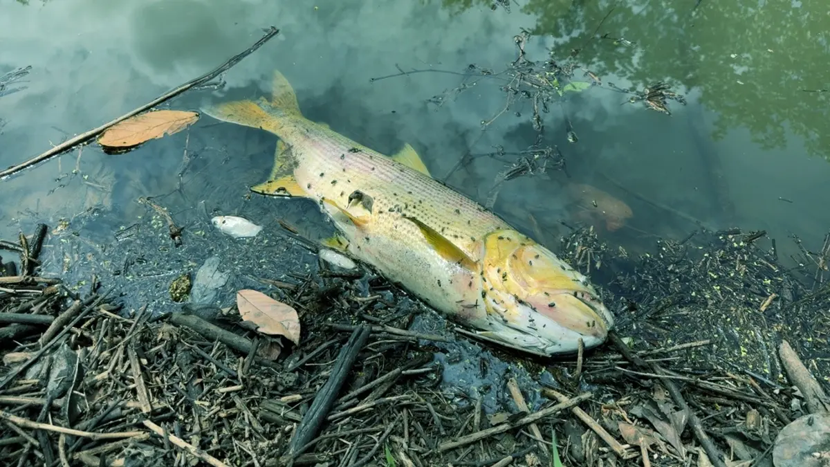 Semad investiga morte de peixes no Córrego Fazendinha, em Trindade