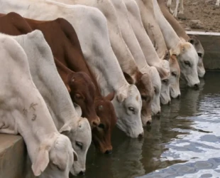 Água limpa engorada o gado, diz engenheiro agrônomo