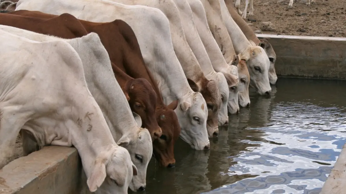Água limpa engorada o gado, diz engenheiro agrônomo