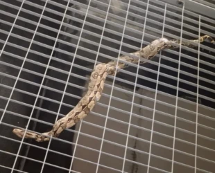 Jiboia-e-encontrada-em-estacao-de-metro-de-Salvado0136612000202510280753-ScaleDownProportional