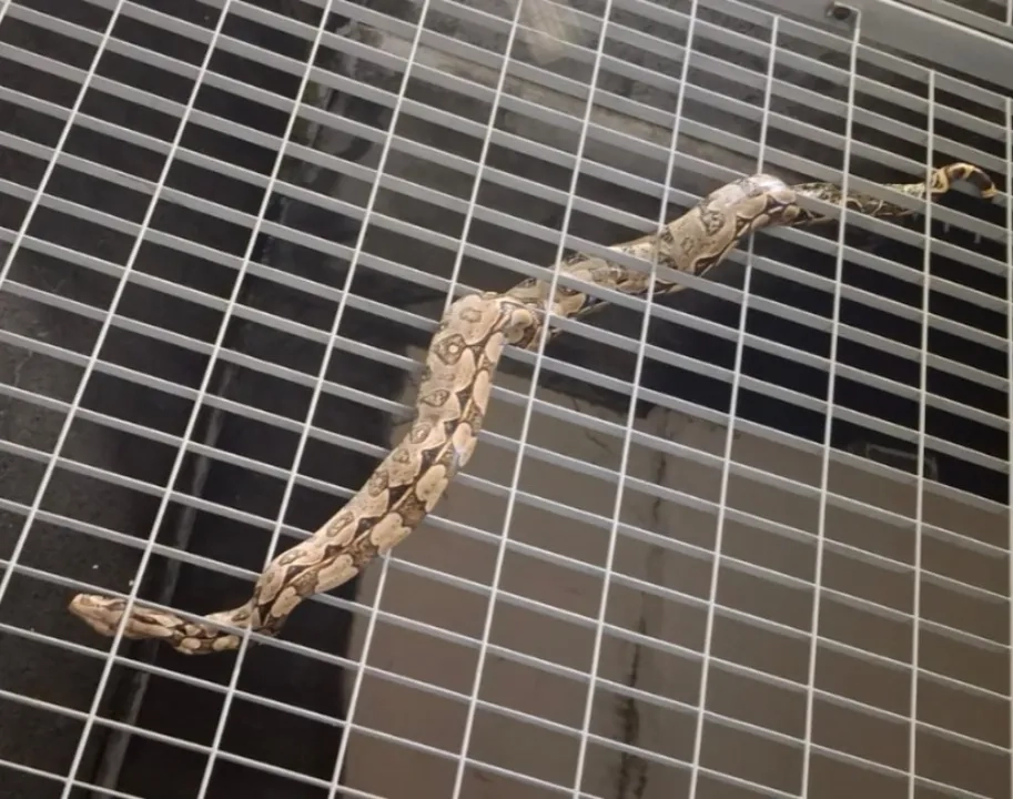 Jiboia-e-encontrada-em-estacao-de-metro-de-Salvado0136612000202510280753-ScaleDownProportional