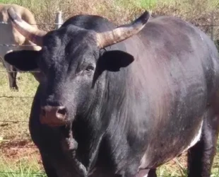 Captura de Tela 2025-11-02 às 12.00.05