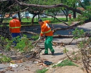 Goiânia registra 13 árvores caídas após a chuva de domingo