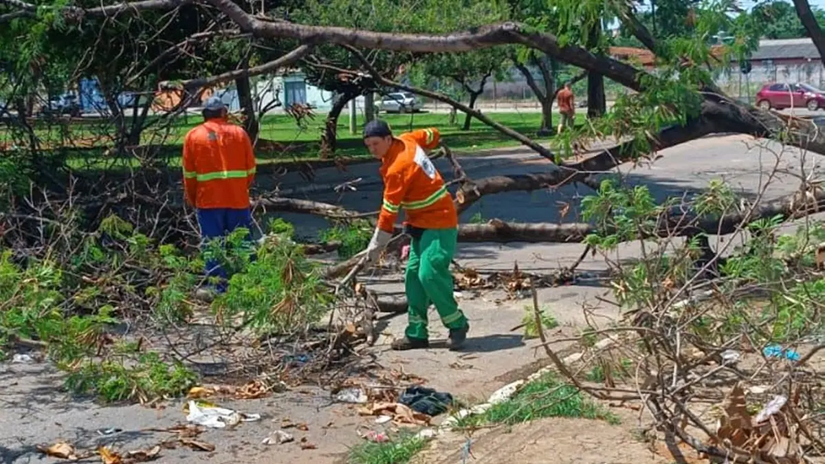 Goiânia registra 13 árvores caídas após a chuva de domingo