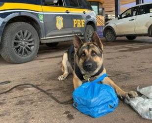 Cães da PRF apreendem haxixe, maconha e LSD em abordagem no Entorno do DF