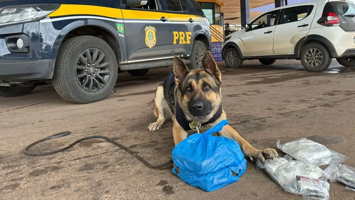 Cães da PRF apreendem haxixe, maconha e LSD em abordagem no Entorno do DF