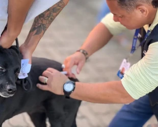 Vacinação antirrábica ocorre de forma permanente em 10 pontos de Goiânia