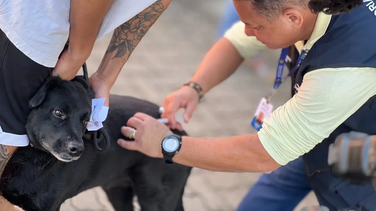 Vacinação antirrábica ocorre de forma permanente em 10 pontos de Goiânia
