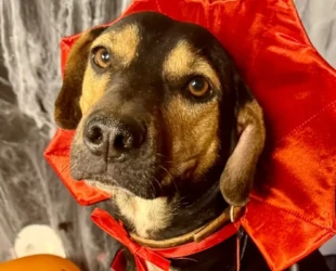 'Deu Match': Goiânia terá evento de adoção de cães no sábado