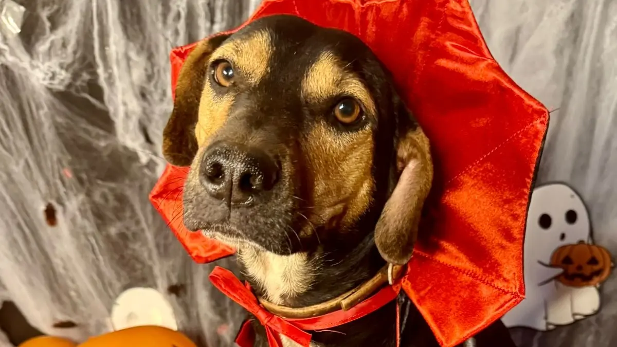 'Deu Match': Goiânia terá evento de adoção de cães no sábado