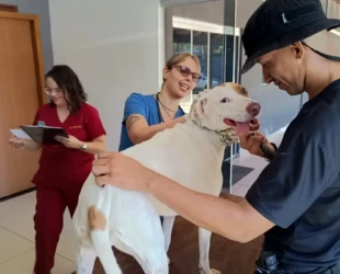 Cães resgatados recebem treinamento policial e atendimento veterinário em Goiânia